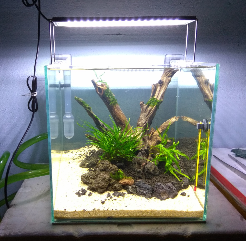 correct fish tank